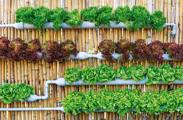 A beginner’s guide to growing with hydroponics